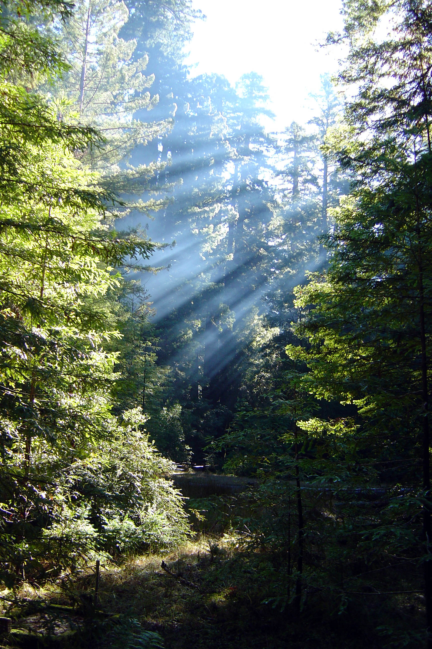 Skog