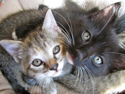 en kattunge och dens mamma