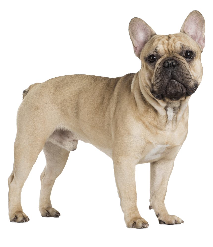 En brun eller beige french bulldog