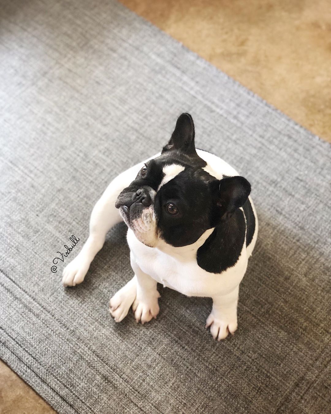 En söt french bulldog