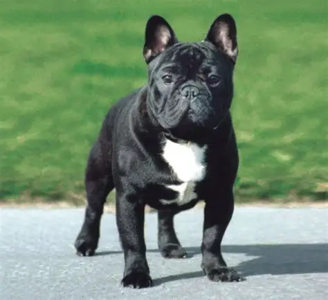 En svart french bulldog